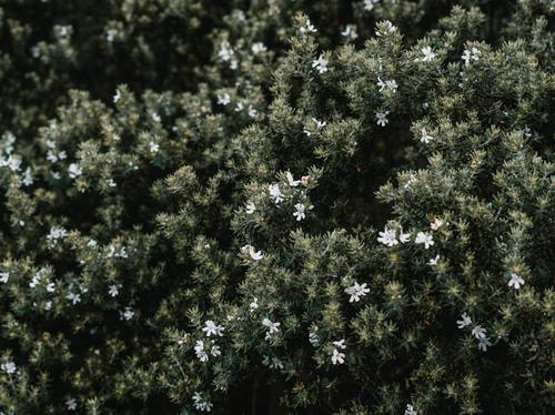 Newport Lawn Mowing & Edging