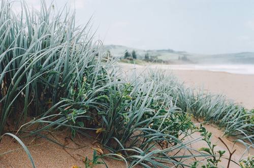 Mona Vale Garden Bed Maintenance
