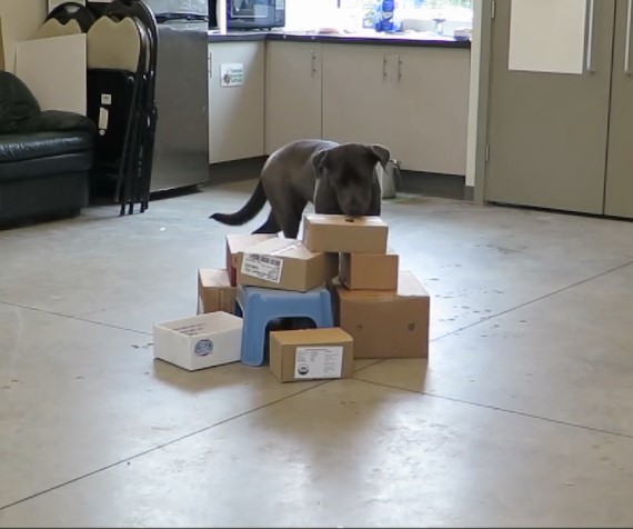 Dog searching a box fort for food