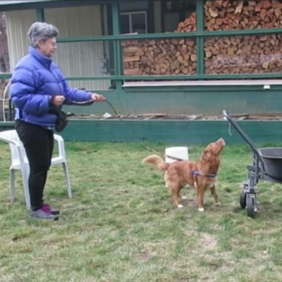 Piper alerting to nosework hide suspended 6" above her nose