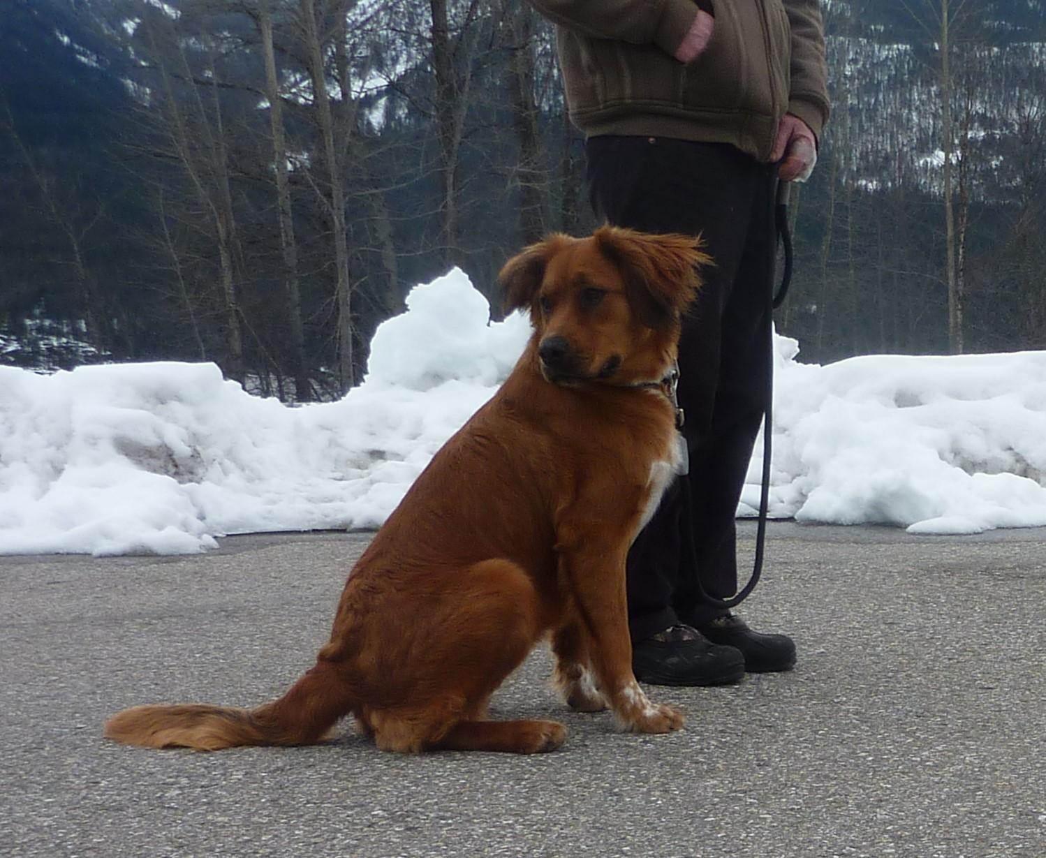 Dog sitting next to person while on leash