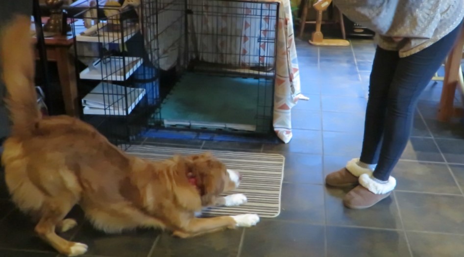 Dog performing the bow on cue trick