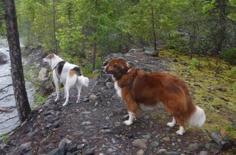 Two dogs on a path looking at a creek