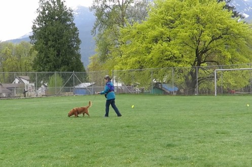 Two dogs on a path looking at a creek