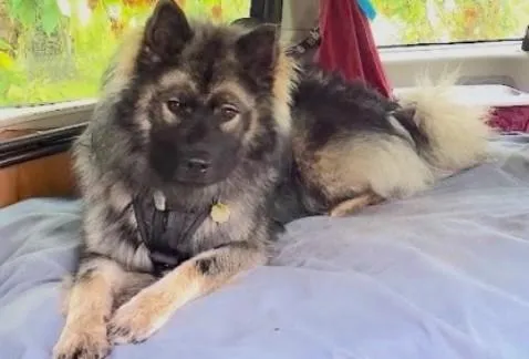Dog resting comfortably on a bed