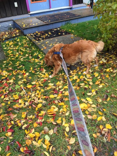 My dog is stubborn! Are you sure?