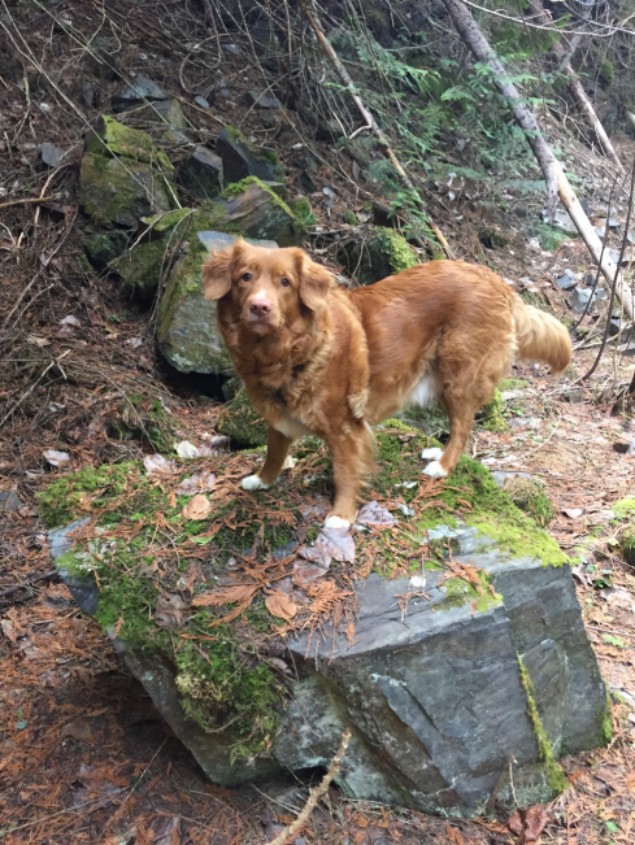 Dog standing on a rock in the forest
