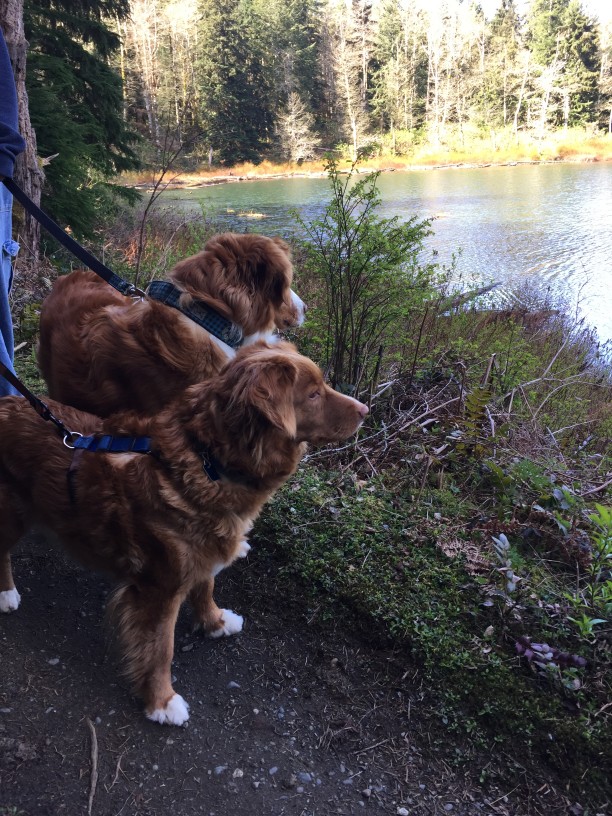 Stop Leash Pulling in 3 Unexpected Ways