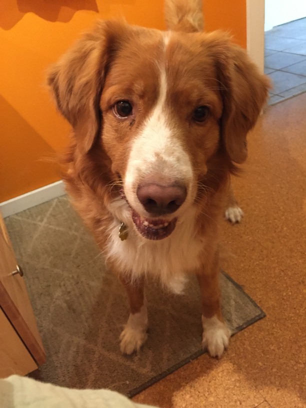 Do You Have A Velcro Dog?