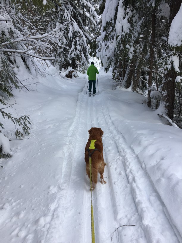 Nine Steps to Growing a Great Relationship with your Dog
