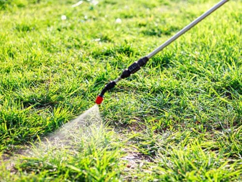 Lawn Pest & Bug Control in Englewood, FL