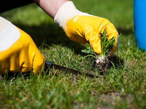 Weed Removal in Englewood, FL