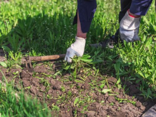 General Yard Maintenance Englewood, FL