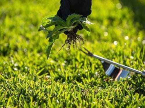  Lawn Mowing