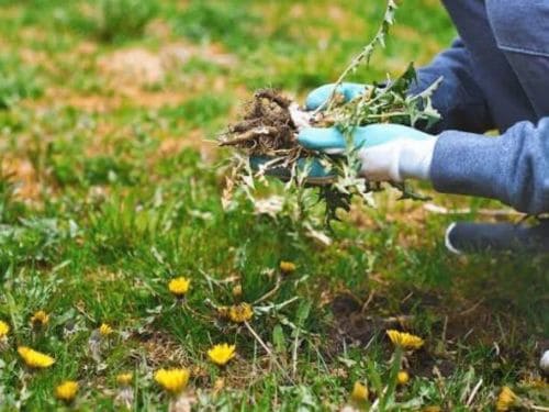 General Yard Maintenance Englewood, FL