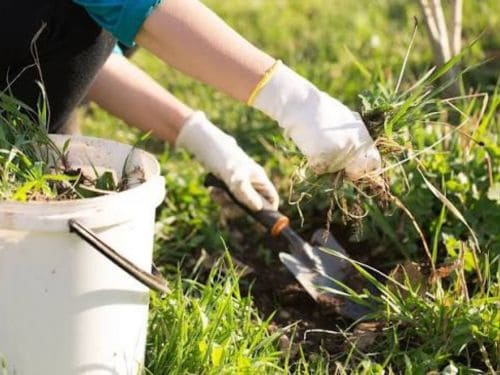 Venice, FL Weed Removal