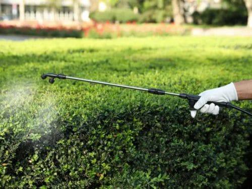 Lawn Pest & Bug Control Englewood, FL