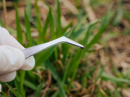 Venice, FL Lawn Pest & Bug Control