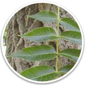 Puravive Amur Cork Bark (phellodendron amurense)