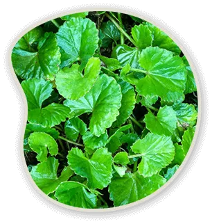 Metanail Complex Gotu Kola