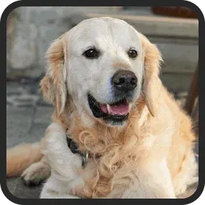 Pawbiotix Verified Customer 2