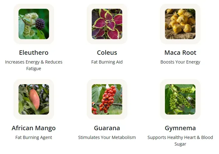 glucotonic ingredients