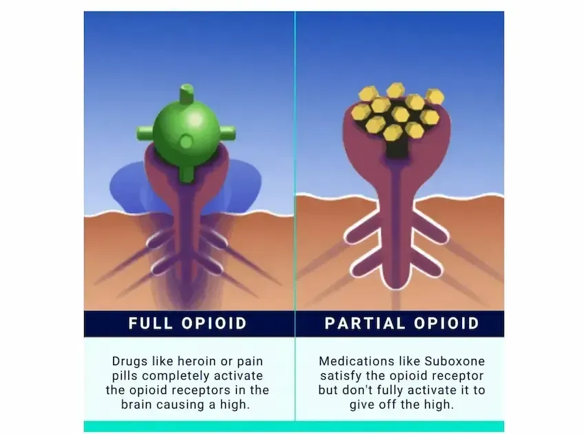 Image showing a comparison of how a full opioid like heroin or pain pills. And partial opioid like suboxone interact and satisfy the opioid receptor.
