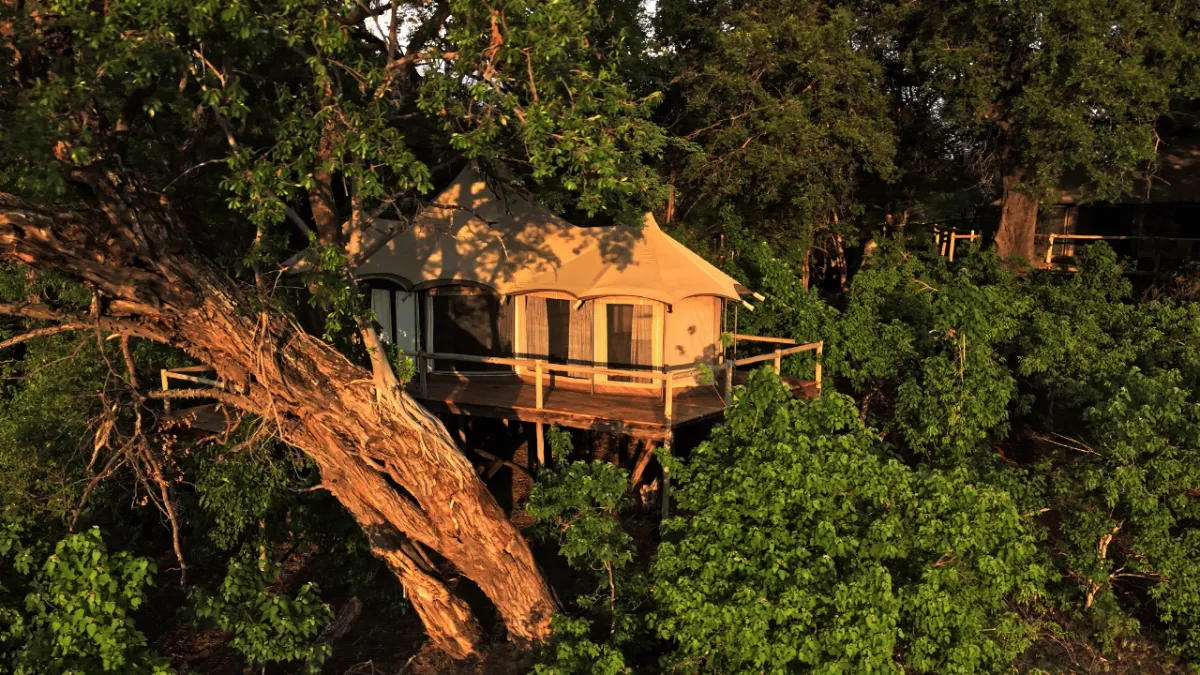 Treetop Living Among Wildlife