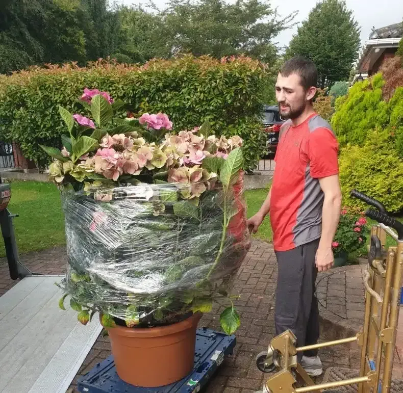 Quick Fix Removals team member carefully wrapping plants for transport Dublin