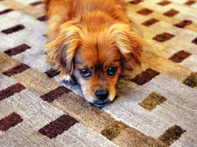 Pet Urine & Odor Removal Specialists in Greater Salt Lake City