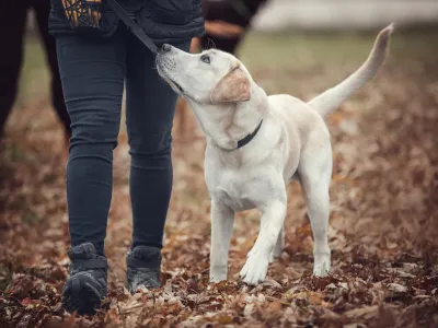 private-dog-training-lessons-irmo