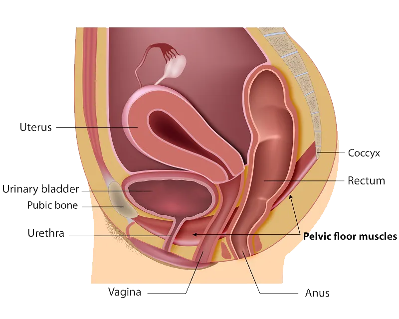 Pelvic Floor Dysfunction