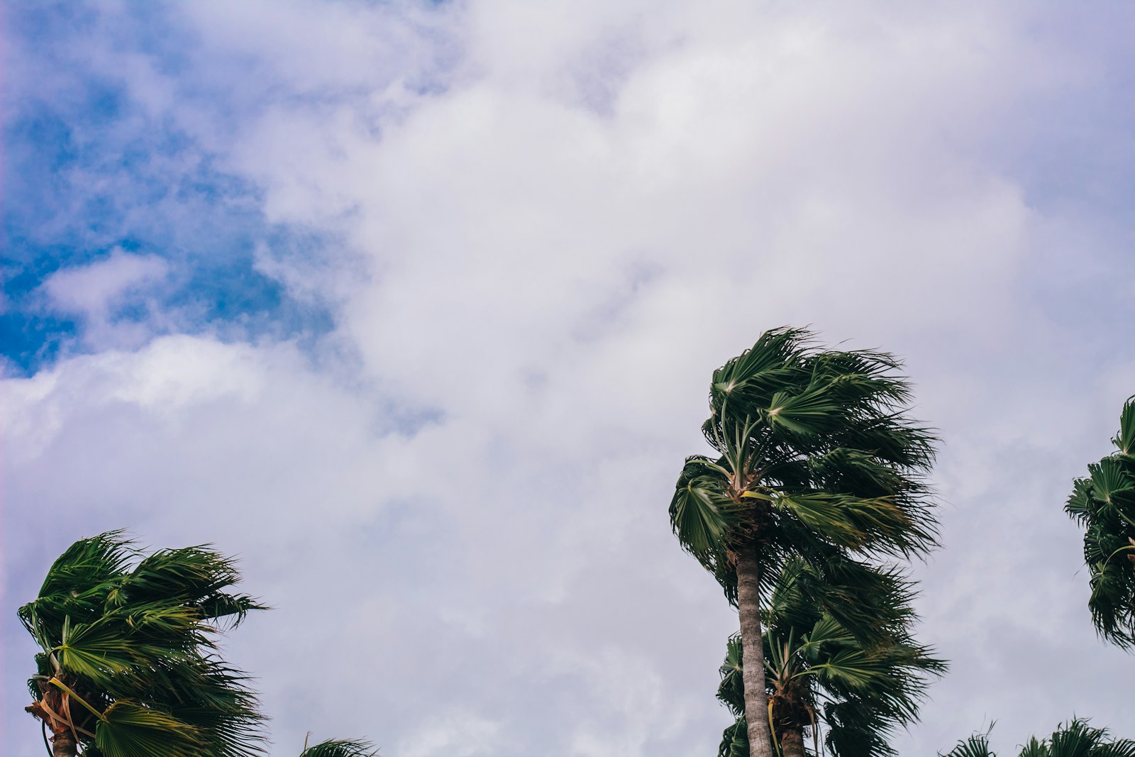 Palm trees bending sideways in strong wind under a stormy sky ahead of a power outage in Cape Coral, Florida