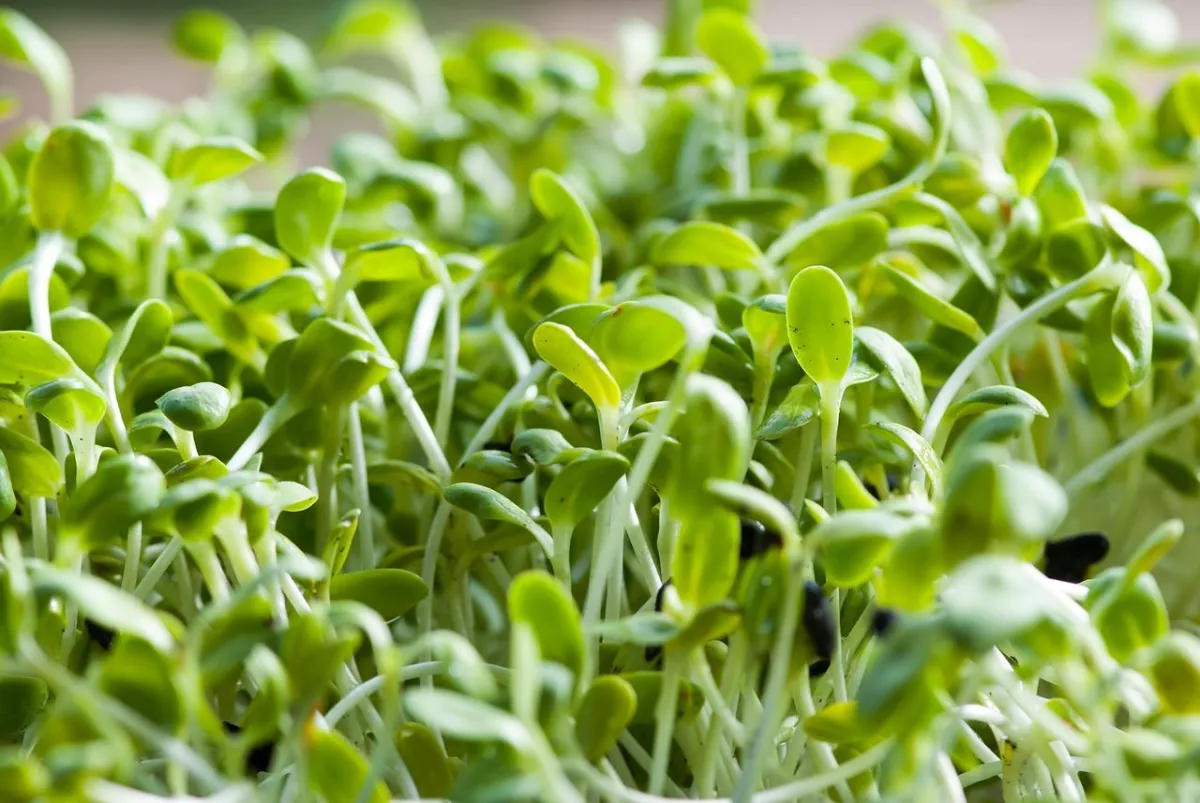 Sunflower microgreens shoots