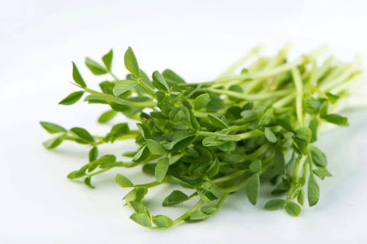 pea shoots microgreens