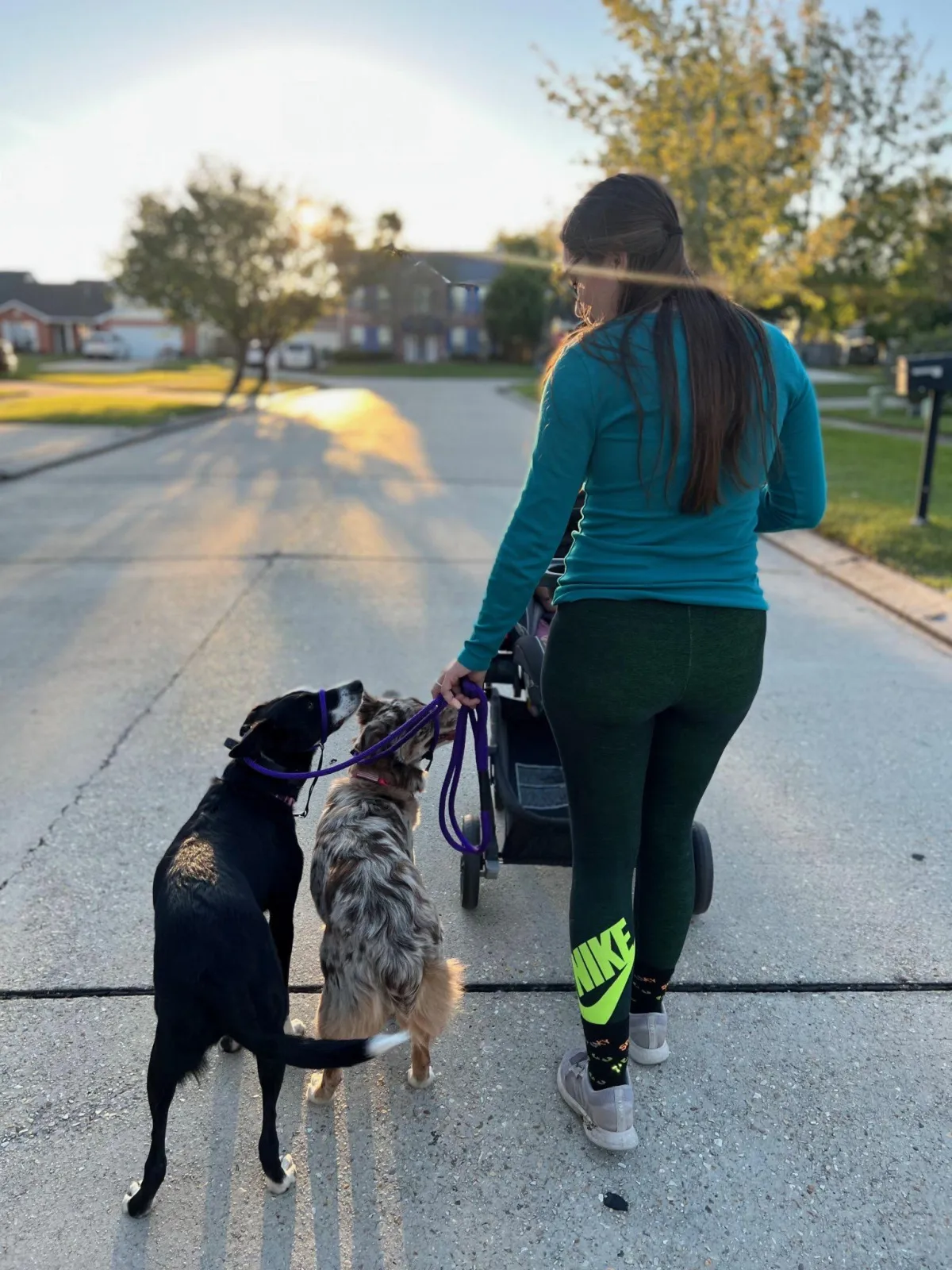 black and white border collie and red merle Australian shepherd walking with owner while pushing a baby stroller