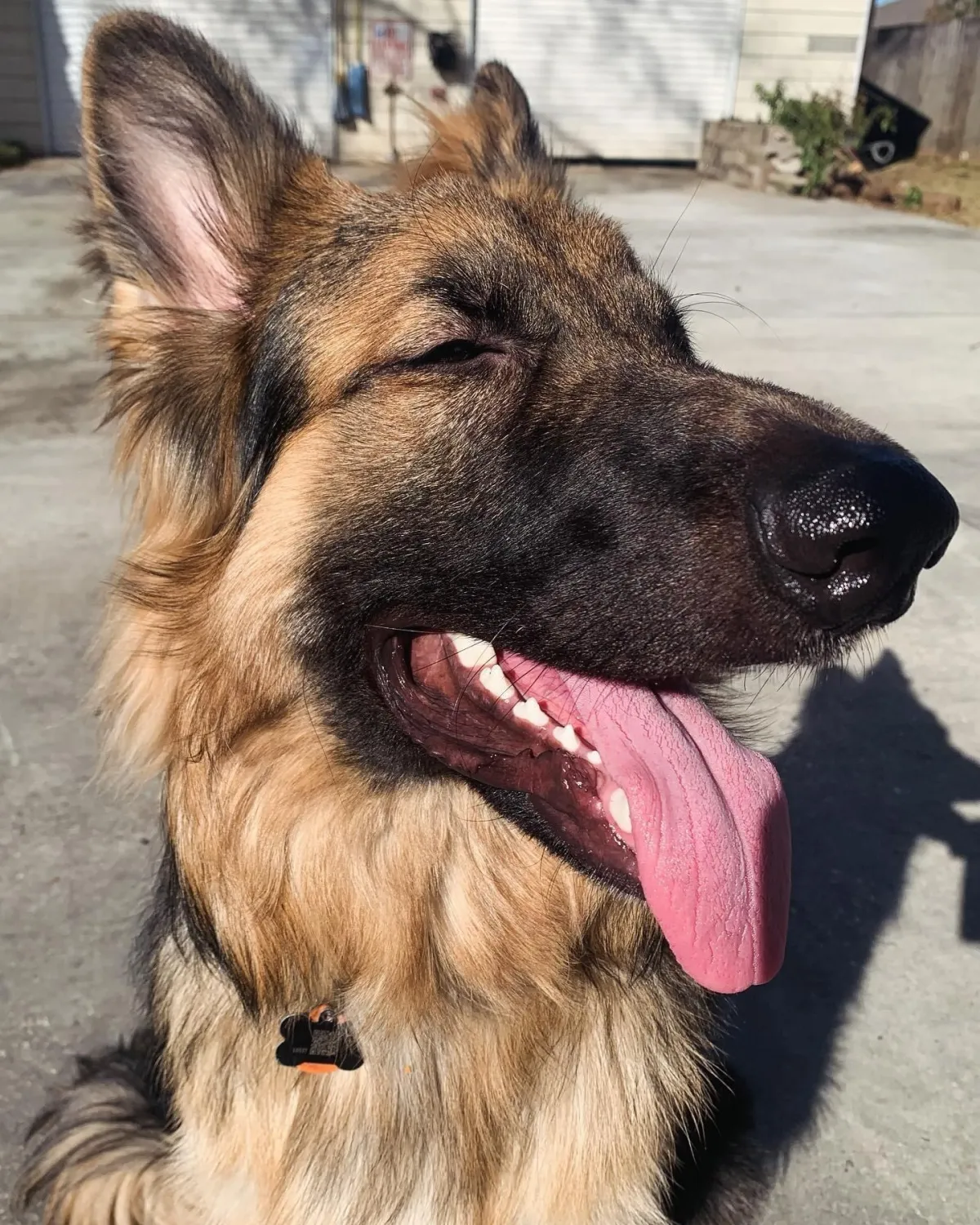 German shepherd smiling with eyes closed