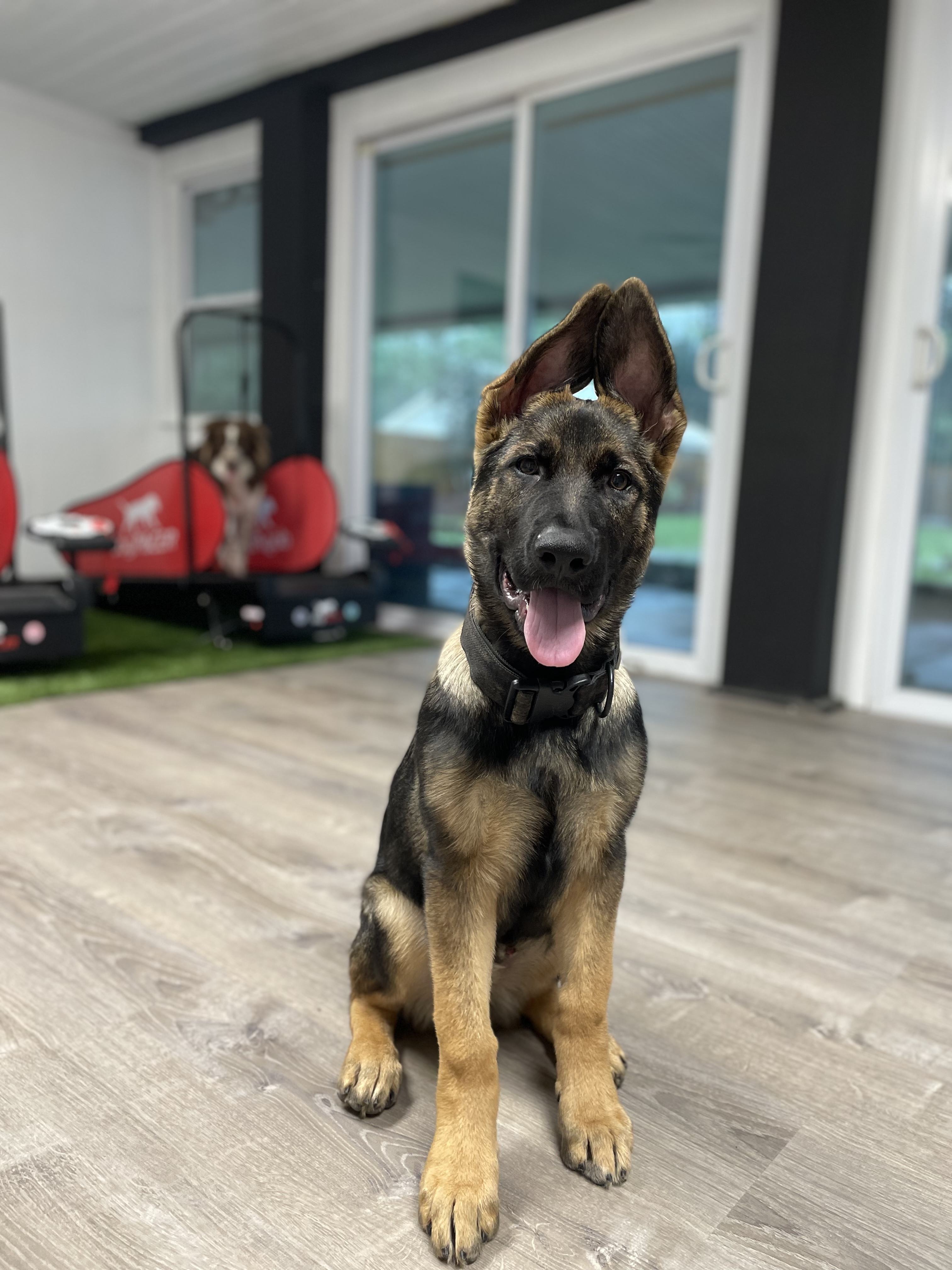 German Shepherd puppy sitting