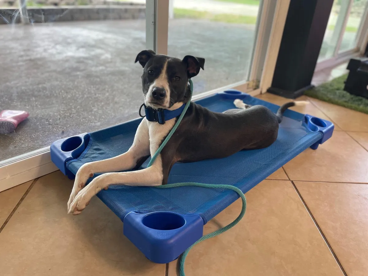 Black and white Boxer mix dog laying on a dog bed