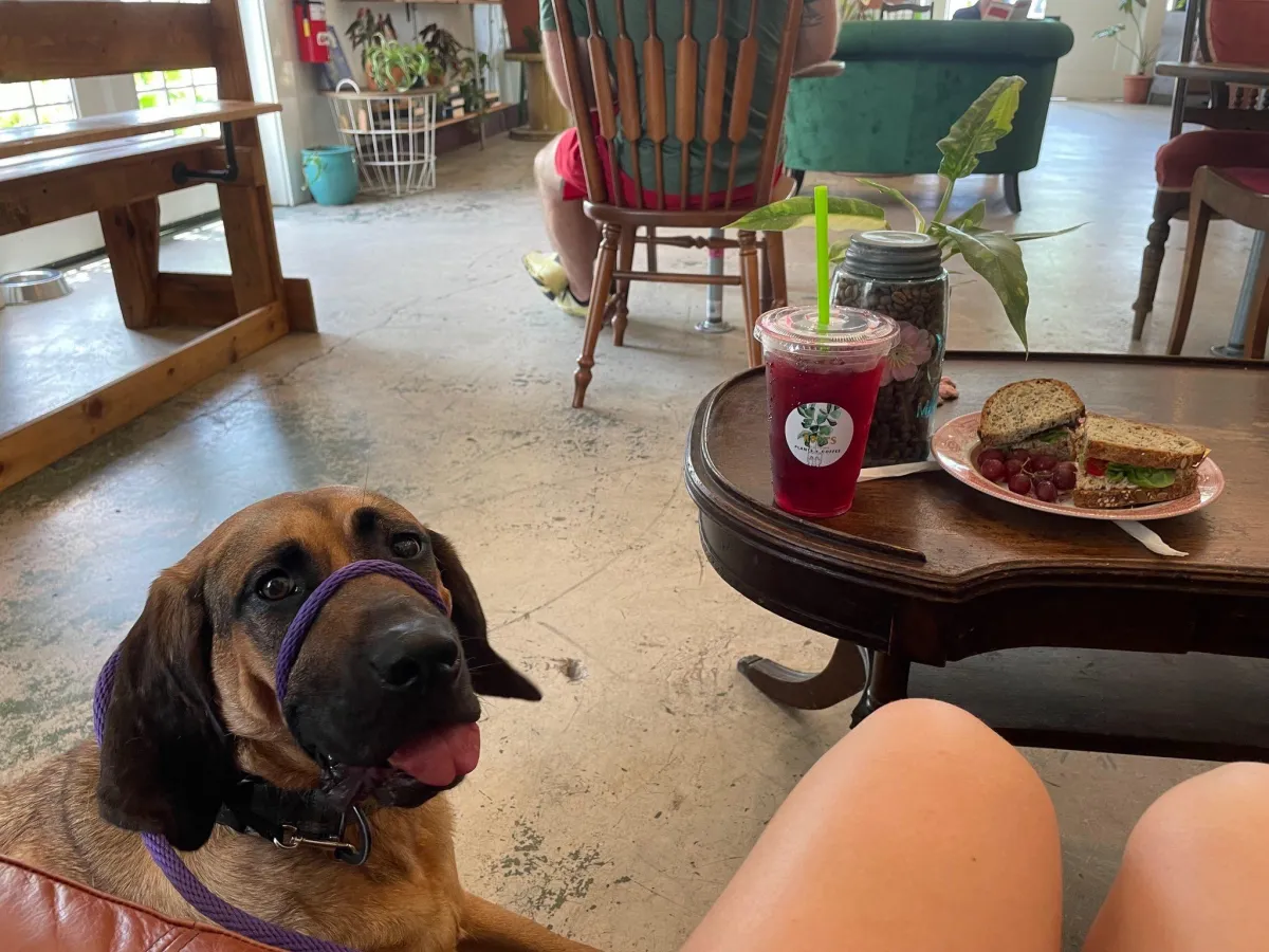 bloodhound laying down in a coffee shop