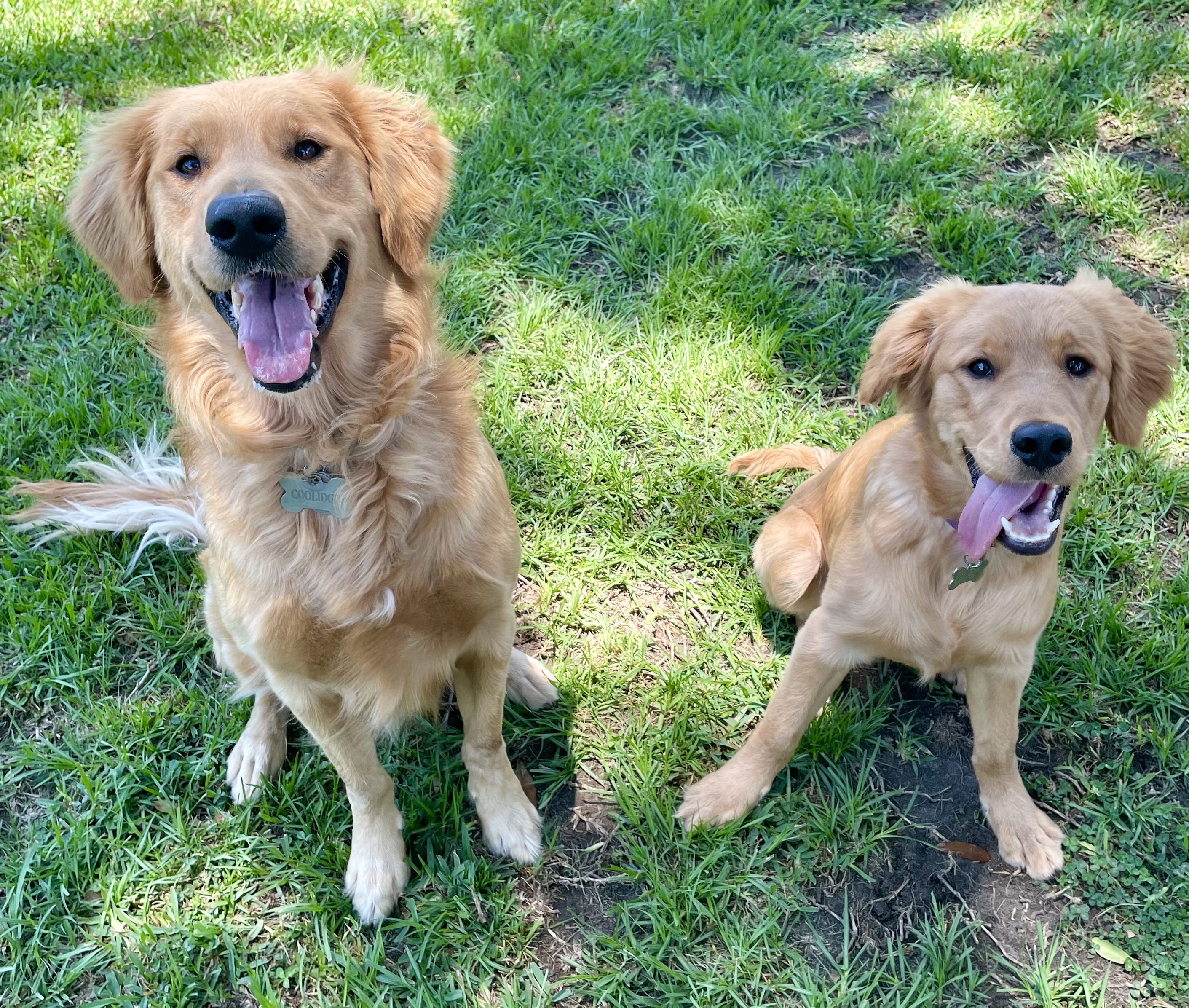 Two golden retrievers sitting