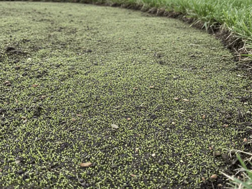 Lawn Aeration White Bear Lake, MN