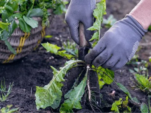 Weeding in Washtenaw County