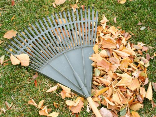 Ann Arbor Fall Cleanup