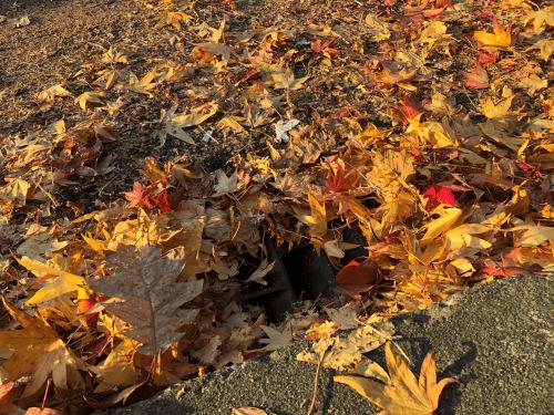 Fall Cleanup in Washtenaw County