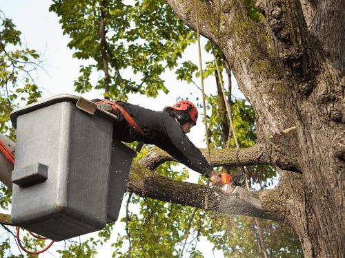 Saline Tree Trimming