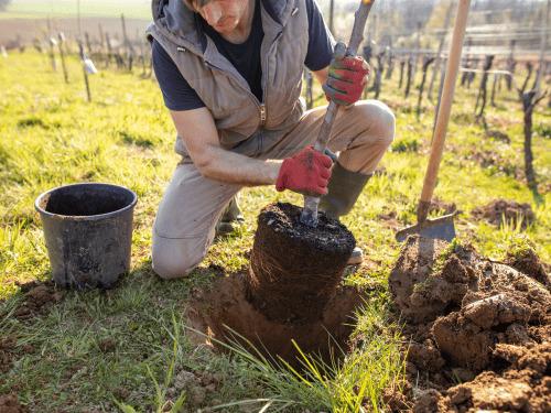 Saline Planting