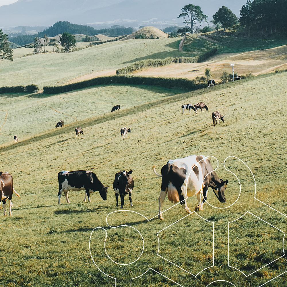 A herd of cows standing on top of a lush green field