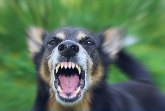 Everything You Need To Know about Dog Reactivity