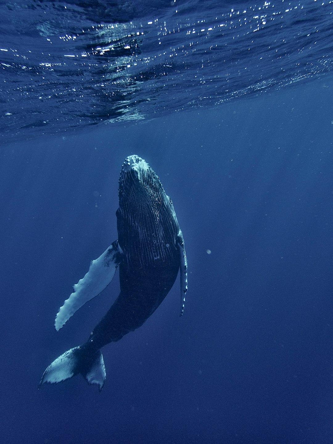 A beautiful whale swims upward toward the ocean's surface. Only the belly of the whale is seen.